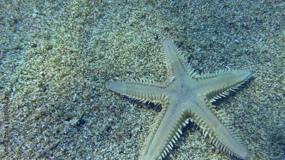 Slender sea star or Sand Starfish (Astropecten spinulosus) creeps along the sandy bottom, then leaves the frame.