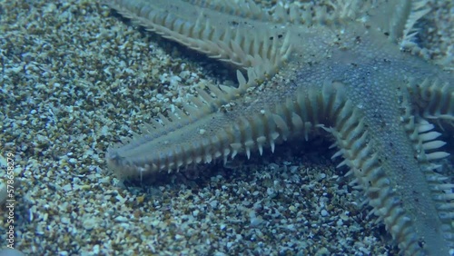 Slender sea star or Sand Starfish (Astropecten spinulosus) creeps along the sandy bottom, close-up. Mediterranean. photo