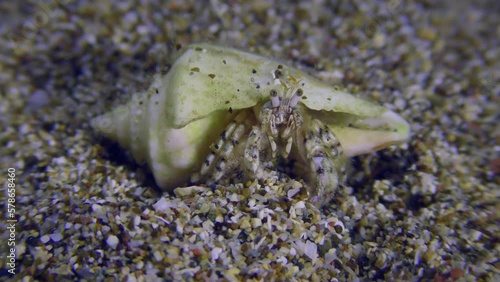 Small hermit crab or South-claw hermit crab (Diogenes pugilator) settles in the shells of various gastropods, crayfish protrudes from the shell of Cone snail, close-up. photo