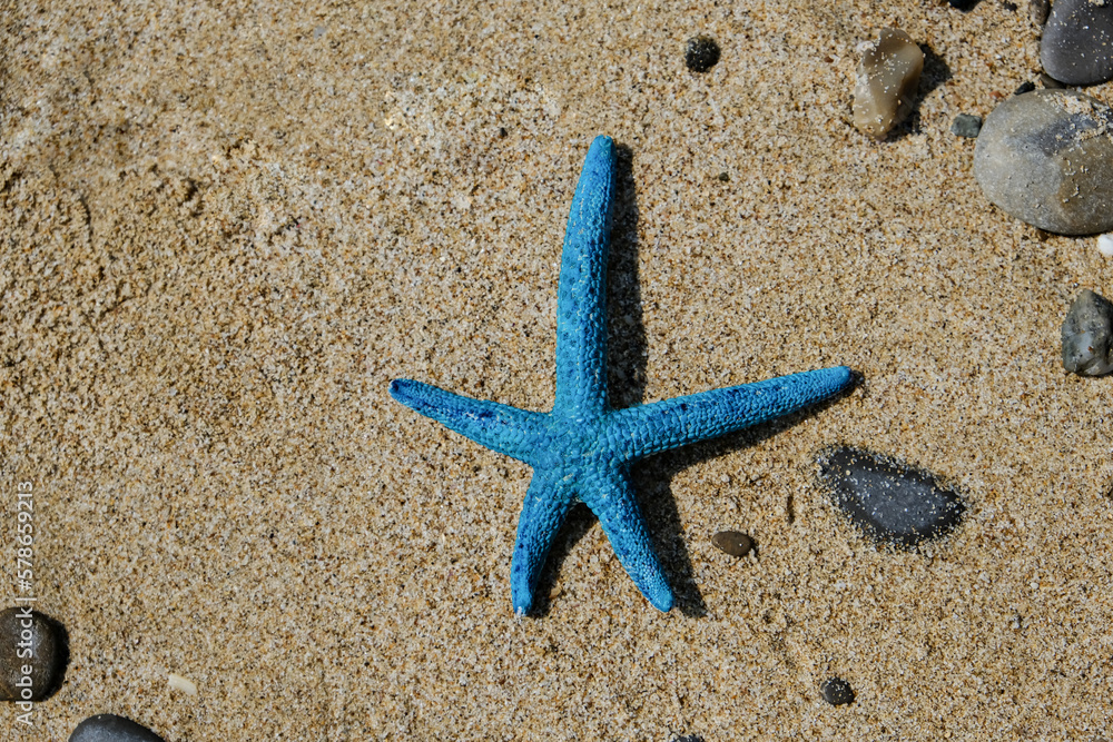 Blue starfish on wet sand in close-up. Summer background. Flat lay, top view, copy space. Blue starfish on wet sand in close-up. Summer background. Flat lay, top view, copy space.