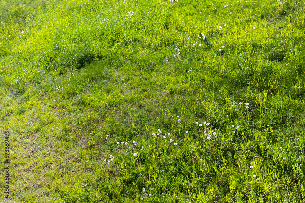 Obraz premium Summer lawn with fluffy dandelion flowers on a sunny day