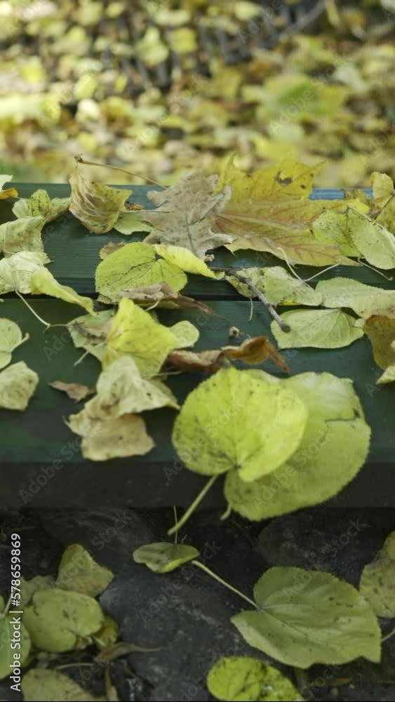 Vertical video, Close-up, Camera moves sideway to the left side along a bench covered with fallen yellow autumn leaves in the park. Bench in the park covered with autumn leaves, 4K - 50fps 
