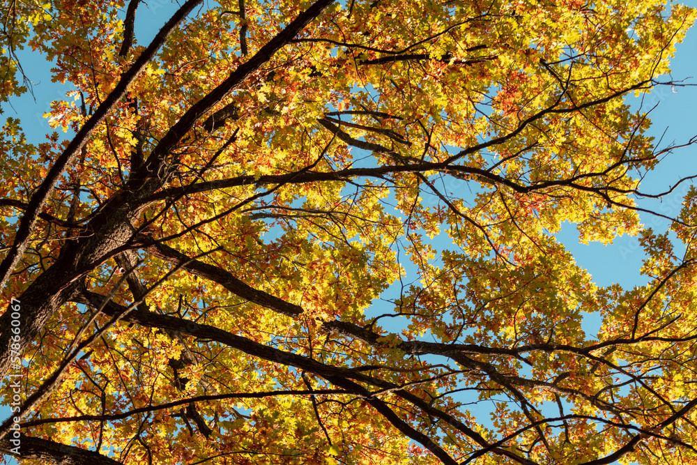 Autumn oak tree branches look up with colorful leaves on blue sky background. Sunny golden season, nature details
