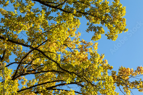 Autumn oak tree branches with yellow leaves close-up on blue sky background, golden season, nature patterns
