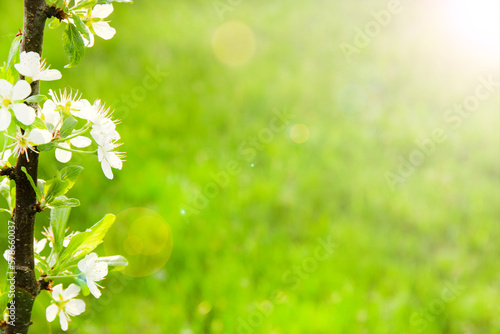 Beautiful spring image with Apple flowers close up with copy space