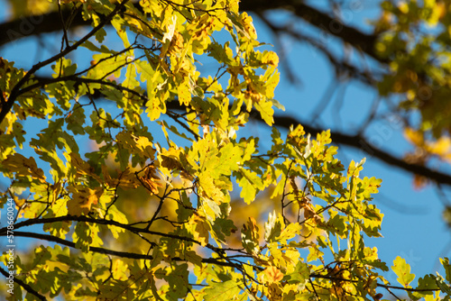 Autumn oak tree branches with yellow leaves on blue sky with blurred background. Sunny nature details
