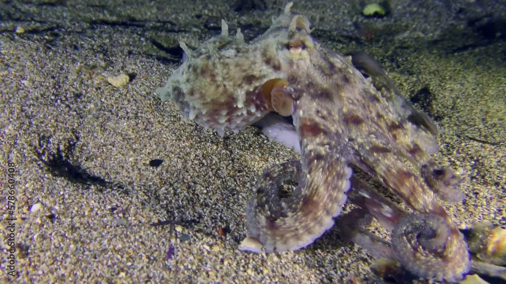 Sea life: Common octopus (Octopus vulgaris) crawls along the sandy bottom, exploring the ground with its tentacles in search of food. Sea life: Common octopus (Octopus vulgaris) crawls along the sandy bottom, exploring the ground with its tentacles in search of food.