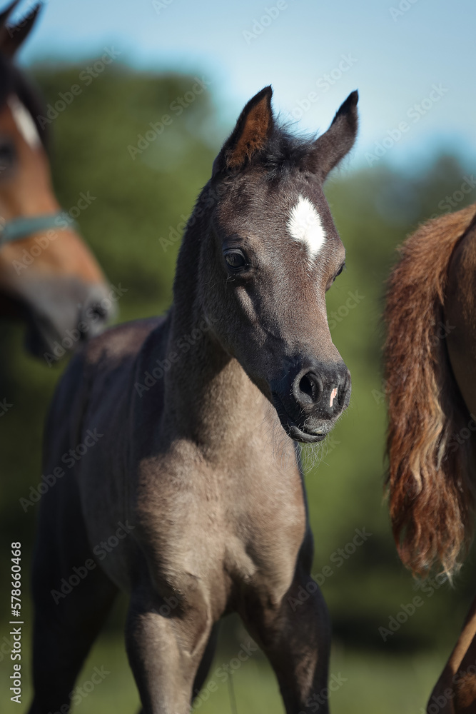 Obraz premium Fohlen im Frühling