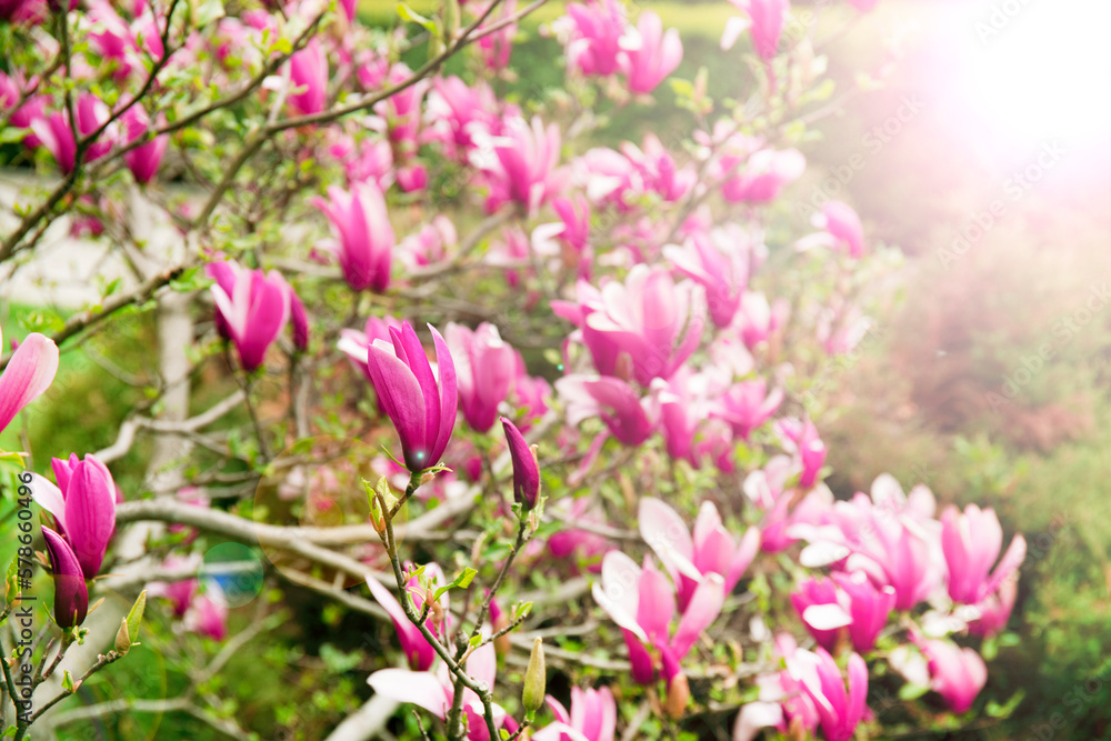 Beautiful Magnolia tree flowers blooming in the spring with sunlights