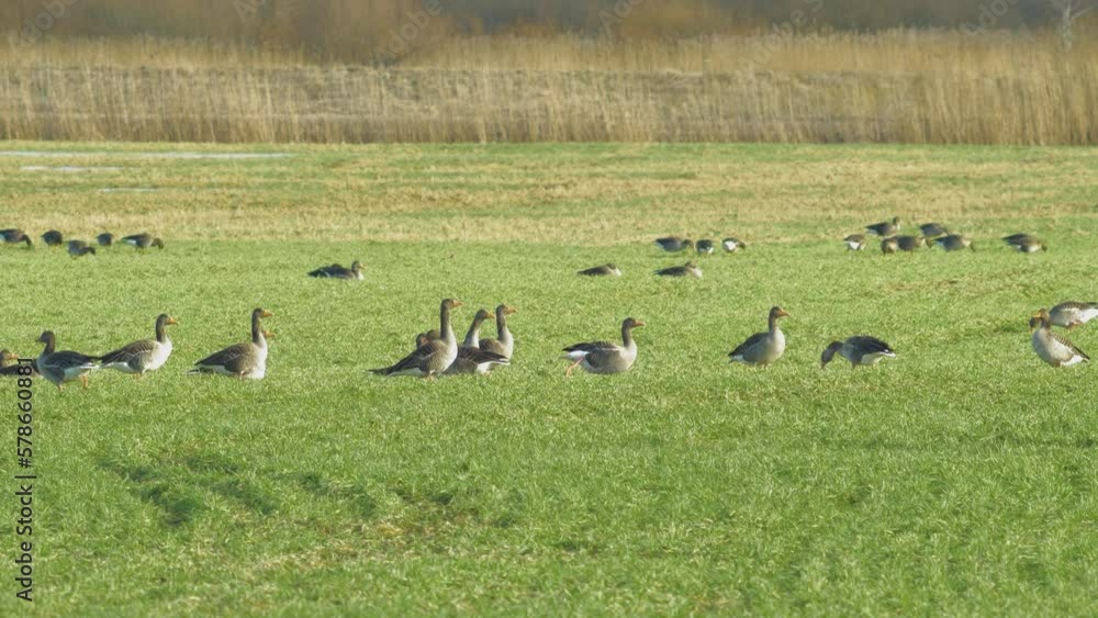 Beautiful large flock of Greylag goose (Anser anser) breeding in the green agricultural field Northern Europe during migration season, sunny spring day, distant medium shot Beautiful large flock of Greylag goose (Anser anser) breeding in the green agricultural field Northern Europe during migration season, sunny spring day, distant medium shot