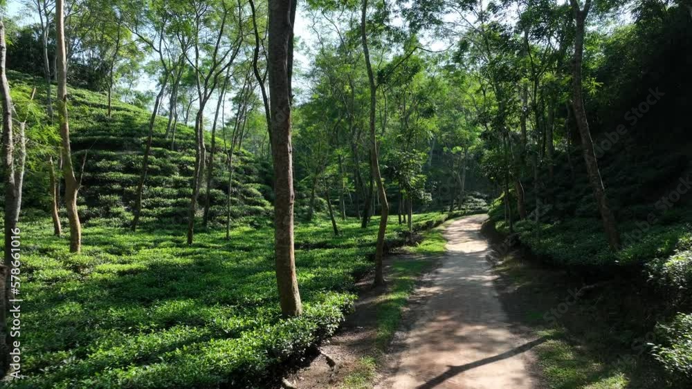 Aerial view of green tea garden, drone camera moves along the small road in the tea plantation, Sreemangal, Bangladesh. Aerial view of green tea garden, drone camera moves along the small road in the tea plantation, Sreemangal, Bangladesh.