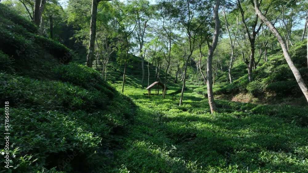 Aerial view of green tea garden, drone camera moves closer to the small hut in tea plantation, Sreemangal. Bangladesh. Aerial view of green tea garden, drone camera moves closer to the small hut in tea plantation, Sreemangal. Bangladesh.