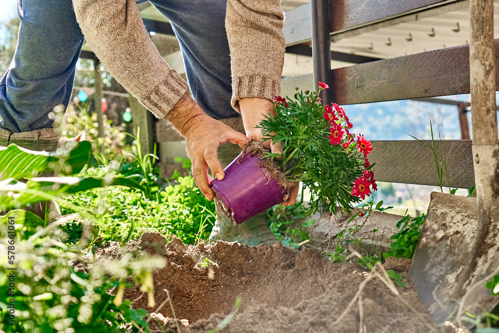 Fototapeta premium Gardener man planting red daisies in the soil of flower bed in spring garden. Spring garden decoration with flowers, home gardening and hobby.