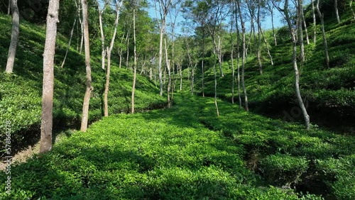 Aerial view of green tea garden, drone camera moving slowly through hilly tea garden in Sreemangal. Bangladesh. photo