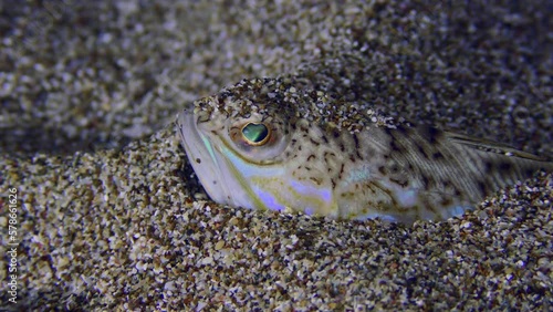 The night hunter Greater weever (Trachinus draco) waits for its prey partially or completely buried in the sand, close-up.