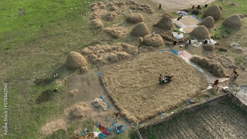 Rice harvesting time, threshing rice in traditional way  in Bhasania Dari Char (river island village), Bangladesh. photo