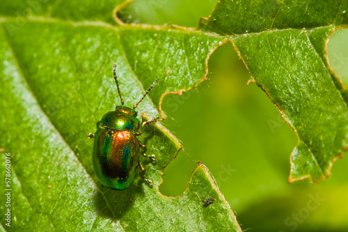 Cetonia aurata called the rose chafer