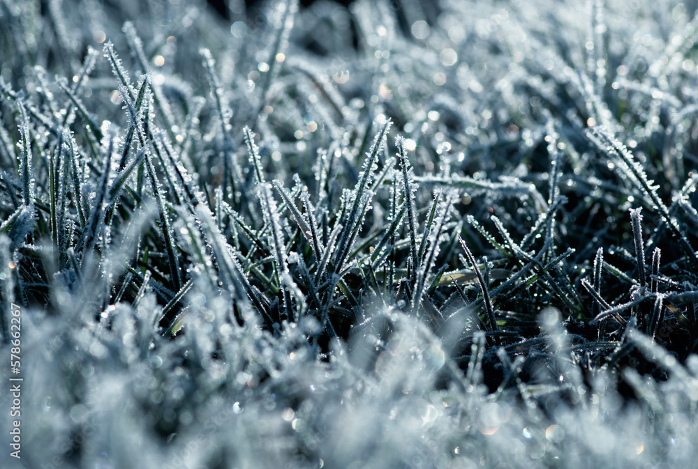 Obraz premium Close up frozen ice on grass