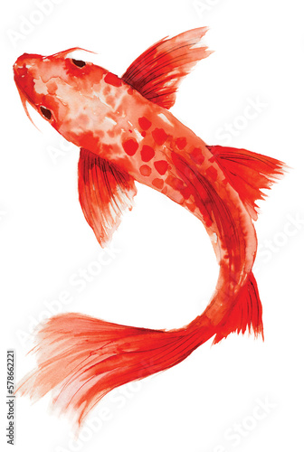 Photography A koi Carp fish or catfish hand painted in bright orange watercolor and isolated