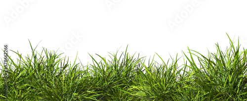 Grass field row lush close up cut out backgrounds 3d render png file