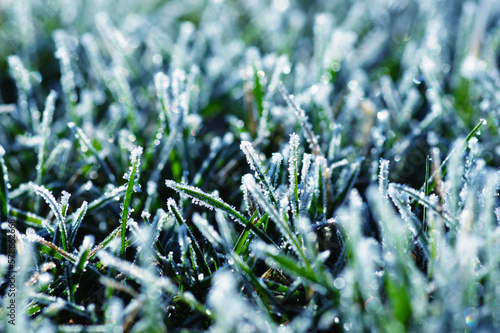 Green grass with morning frost © Alekss