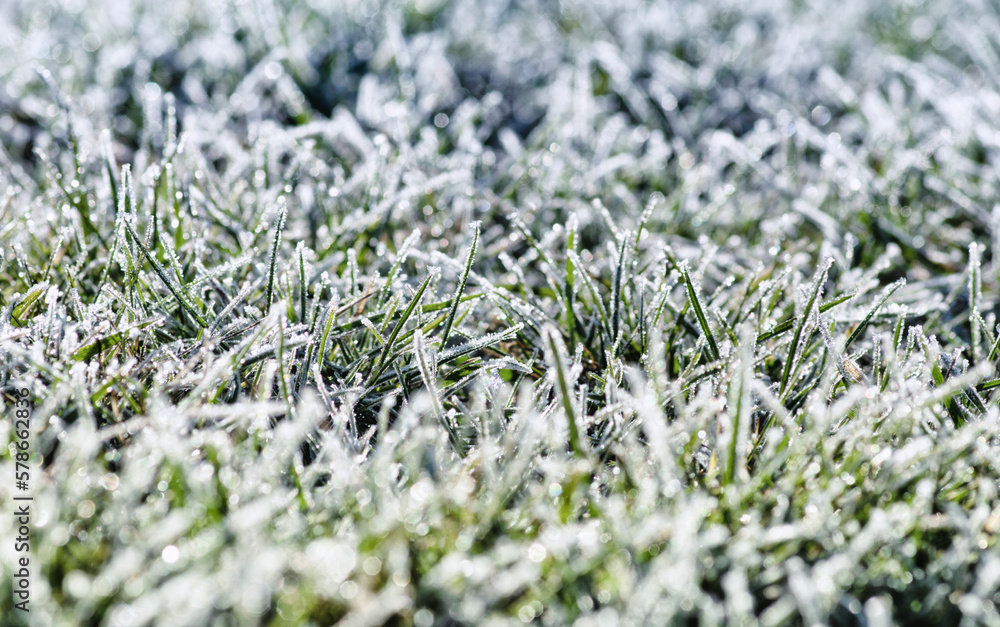frost on the grass in the field frost on the grass in the field