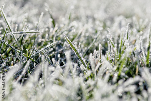 frost on the grass in the field