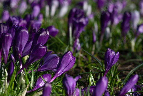 Fototapeta Naklejka Na Ścianę i Meble -  purple crocus flowers in a grass