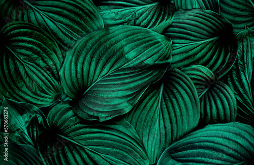 Fototapeta Naklejka Na Ścianę i Meble -  Green leaves background tropical leaf
