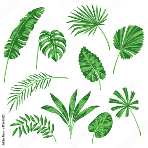 Set of stylized palm leaves. Image of tropical foliage and plants.