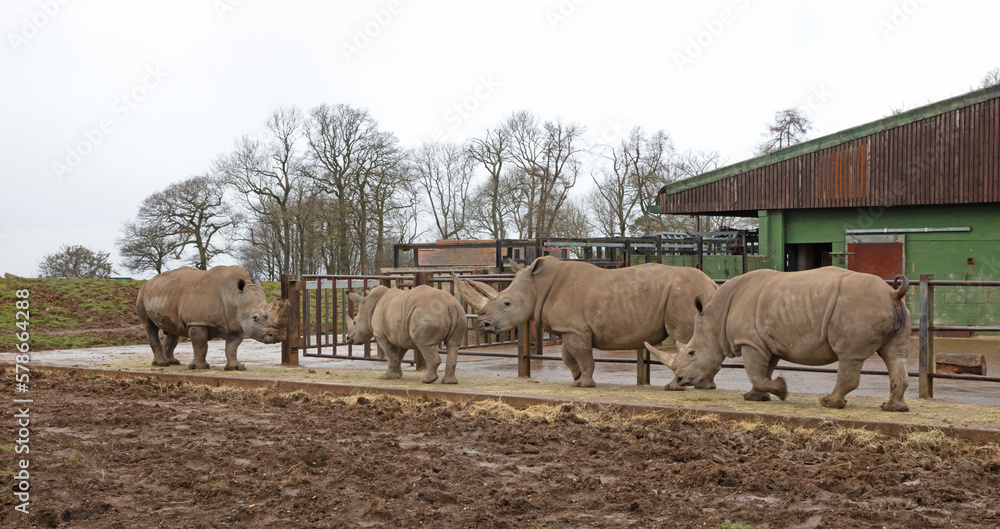 Obraz premium Southern White Rhino in a wet setting