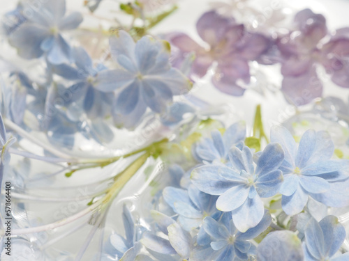 various color of hydrangeas on the water