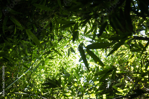 Fototapeta bamboos in a bamboo forest