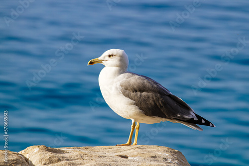 A seagull on a rock against the background of the sea. Close-up.