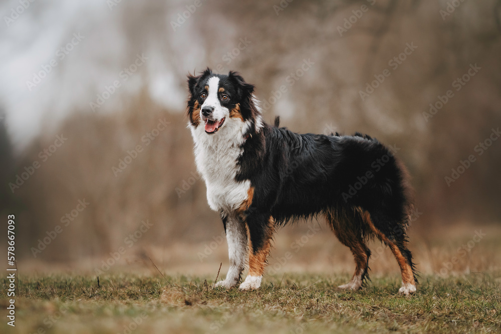young merle and the tricolor australian shepherd portrait in spring