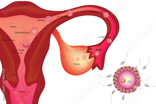 Female Reproductive System with Human fertilization steps 