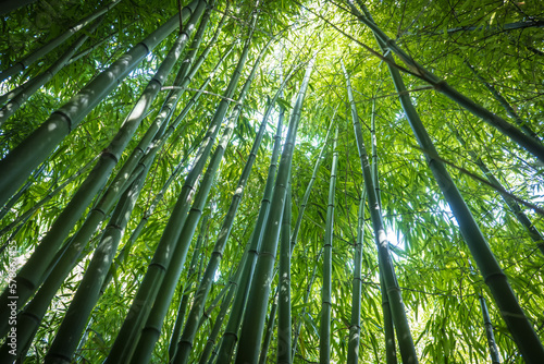 Fototapeta Naklejka Na Ścianę i Meble -  bamboos in a bamboo forest
