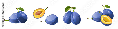 Plum. Fresh plum with green leaf in realist style. Vector whole and parts sweet plum isolated.