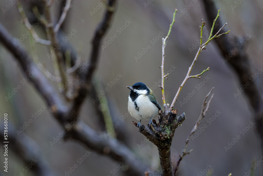 Fototapeta premium Japanese tit(Parus minor)