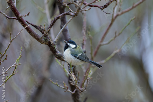 Japanese tit(Parus minor)