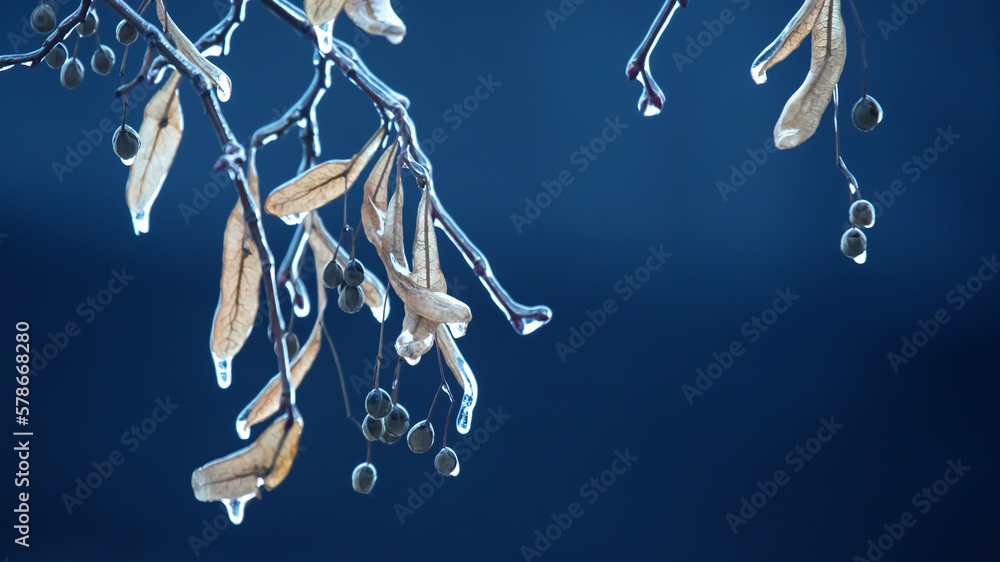 Fototapeta premium Icicles on icy tree branches. temperature swing season and winter weather in autumn