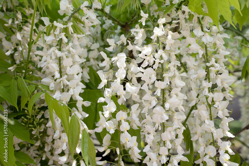 White Acacia Robinier flowers. Flowering robinia, Robinia pseudoacacia photo