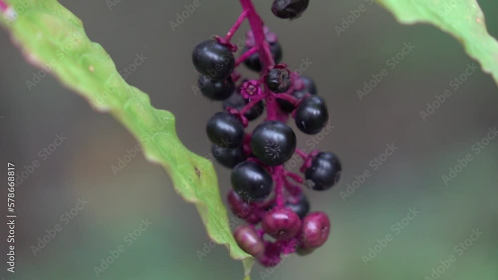 currant berries currant berries