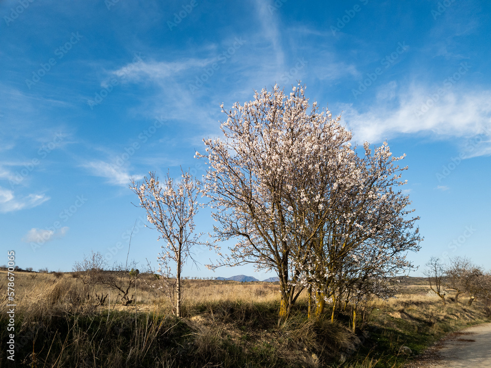 Almendros en flor, paisaje, nubes, cielo azul, camino, horizonte, punto de fuga, primavera, floración Almendros en flor, paisaje, nubes, cielo azul, camino, horizonte, punto de fuga, primavera, floración