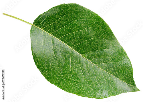 Pear green leaf isolated on transparent background. Full depth of field.