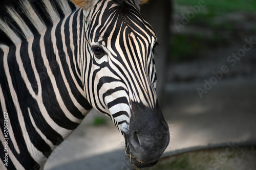 Fototapeta Naklejka Na Ścianę i Meble -  zebra in the zoo of thailand asia