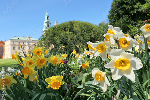 Spring flowers in Krakow  Poland. Wawel castle  daffodils and tulips in garden