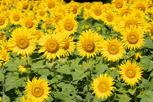 Fototapeta Naklejka Na Ścianę i Meble -  Beautiful yellow color sunflower in the agriculture farm background