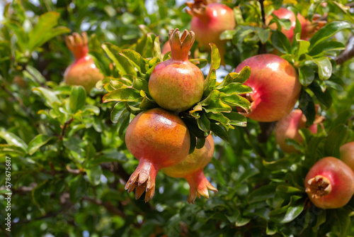 Pomegranates on a pomegranate tree growing in Adelaide, South Australia