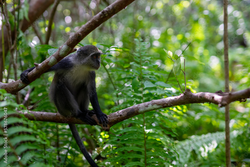 Fototapeta premium Experience the Wonders of Zanzibar, Tanzania's Wildlife: The Red Colobus Monkey Zanzibar, Tanzania is a treasure trove of wildlife, and the Red Colobus Monkey is one of its most fascinating and unique